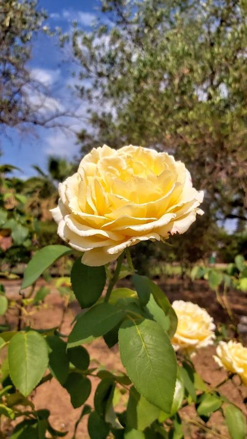 דירות וורוורו Jenny'S Garden מראה חיצוני תמונה